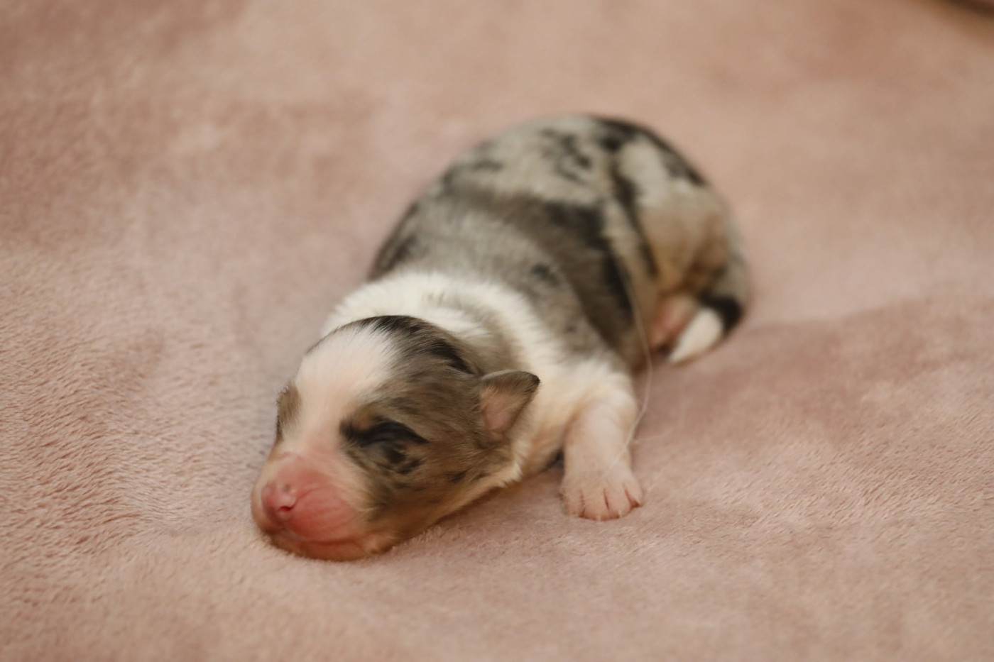 Of Jamandco - Chiots disponibles - Berger Australien