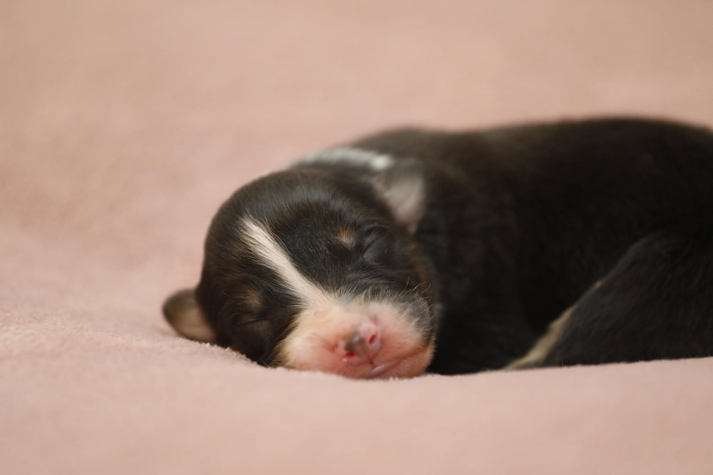 Of Jamandco - Chiots disponibles - Berger Australien