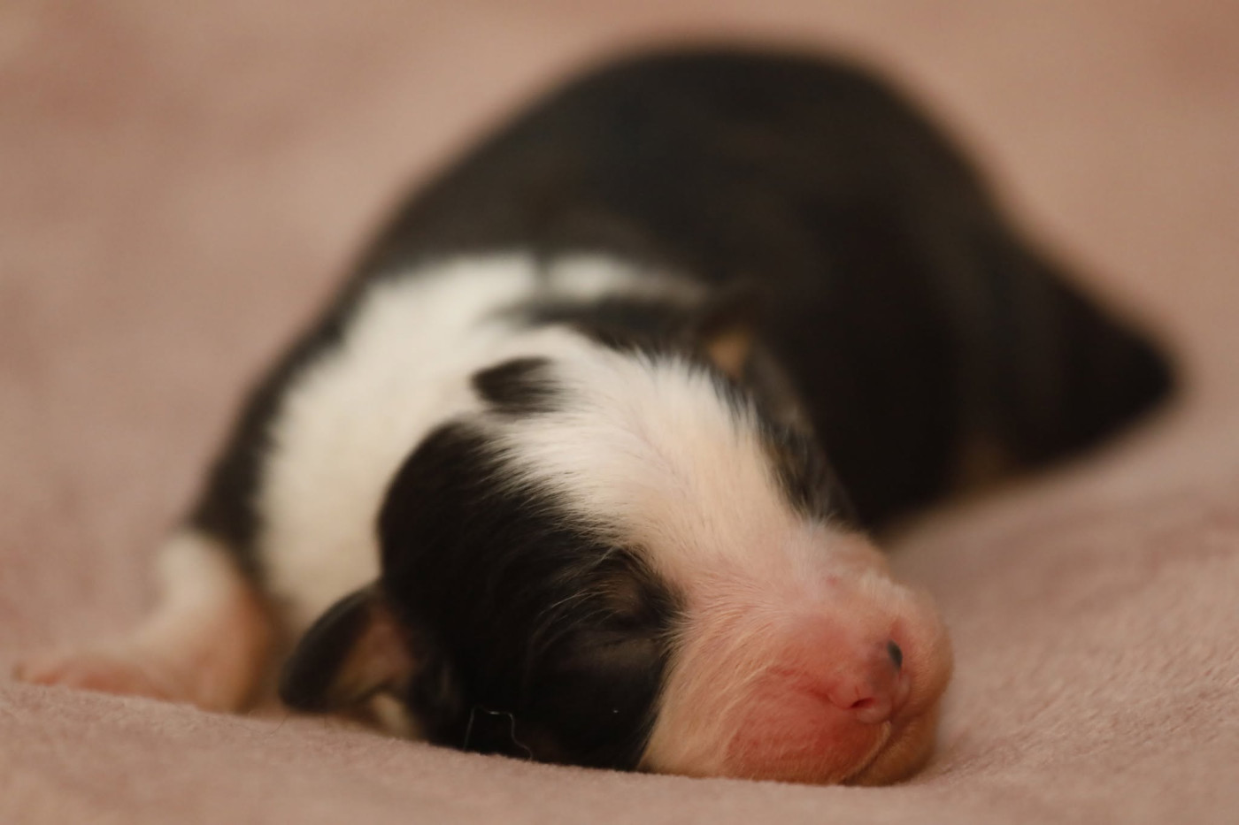 Of Jamandco - Chiots disponibles - Berger Australien