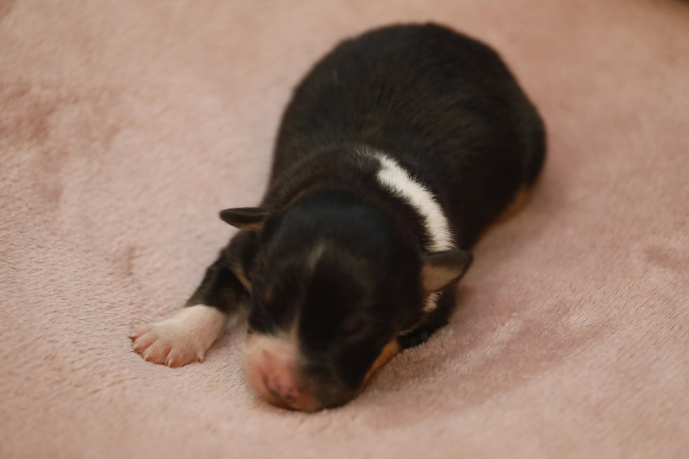 Of Jamandco - Chiots disponibles - Berger Australien