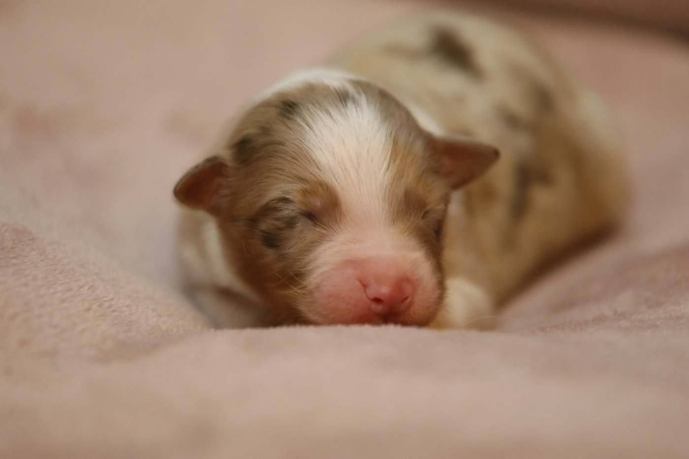 Of Jamandco - Chiots disponibles - Berger Australien