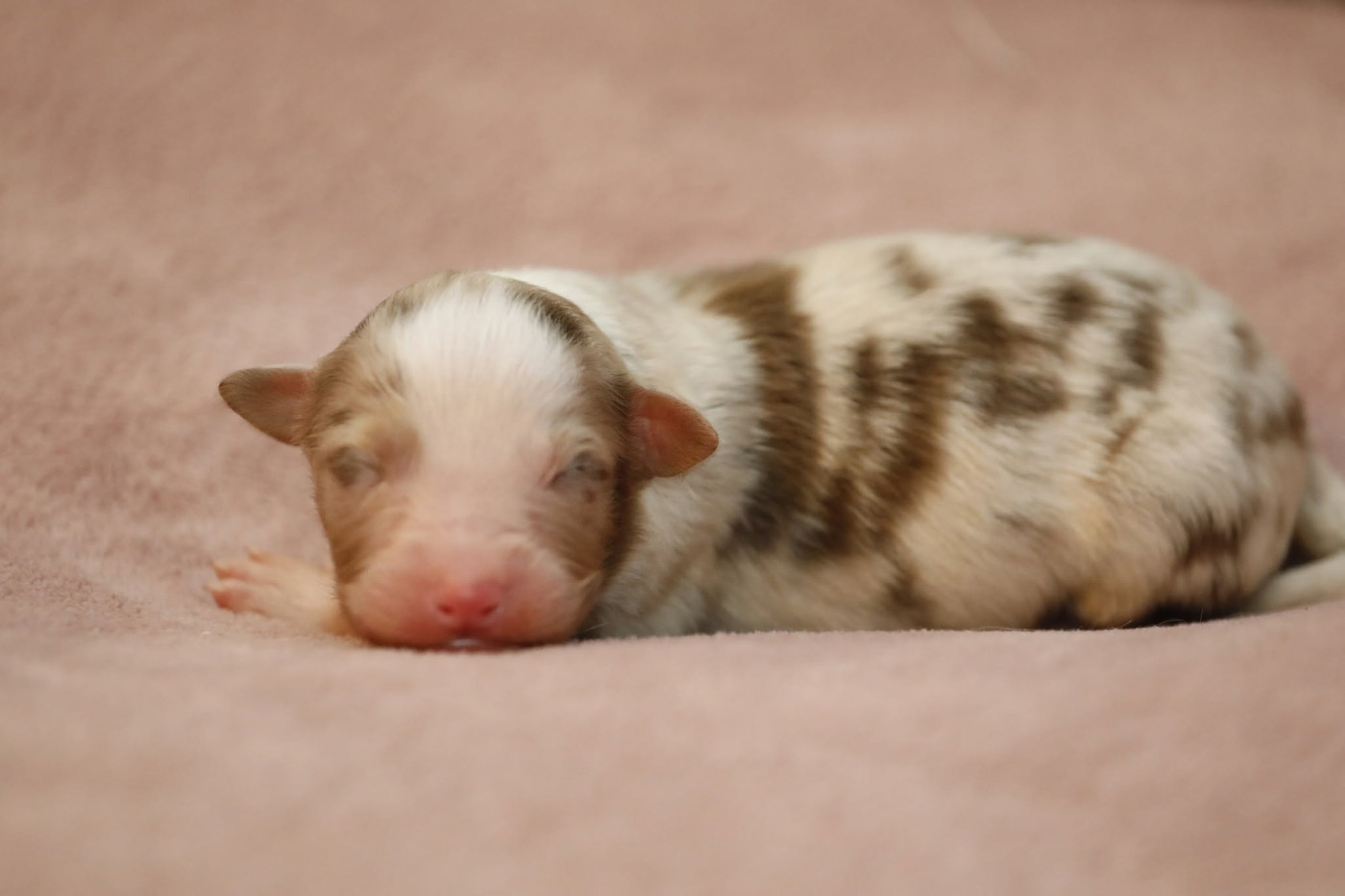 Of Jamandco - Chiots disponibles - Berger Australien