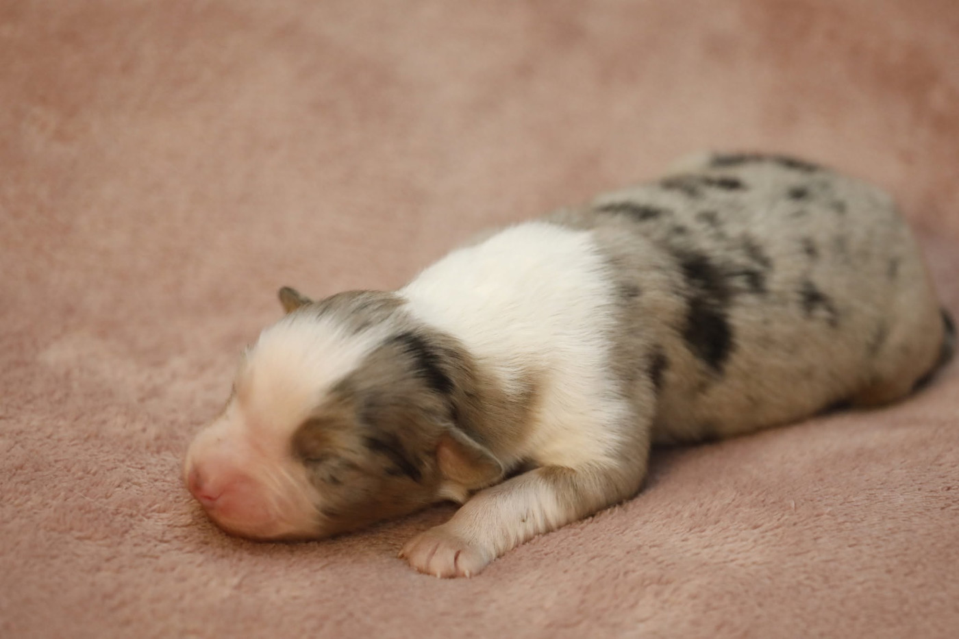Of Jamandco - Chiots disponibles - Berger Australien