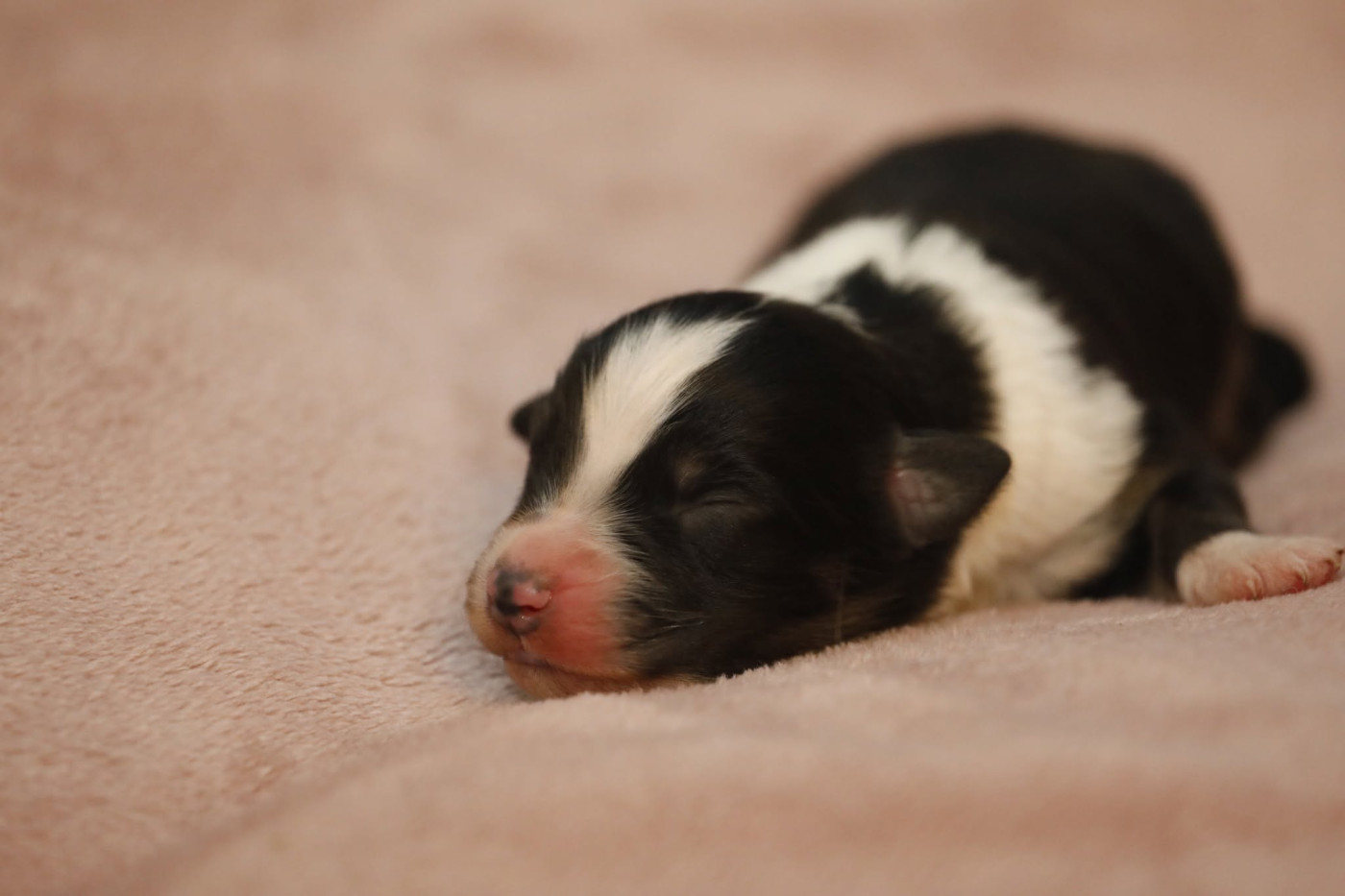 Of Jamandco - Chiots disponibles - Berger Australien