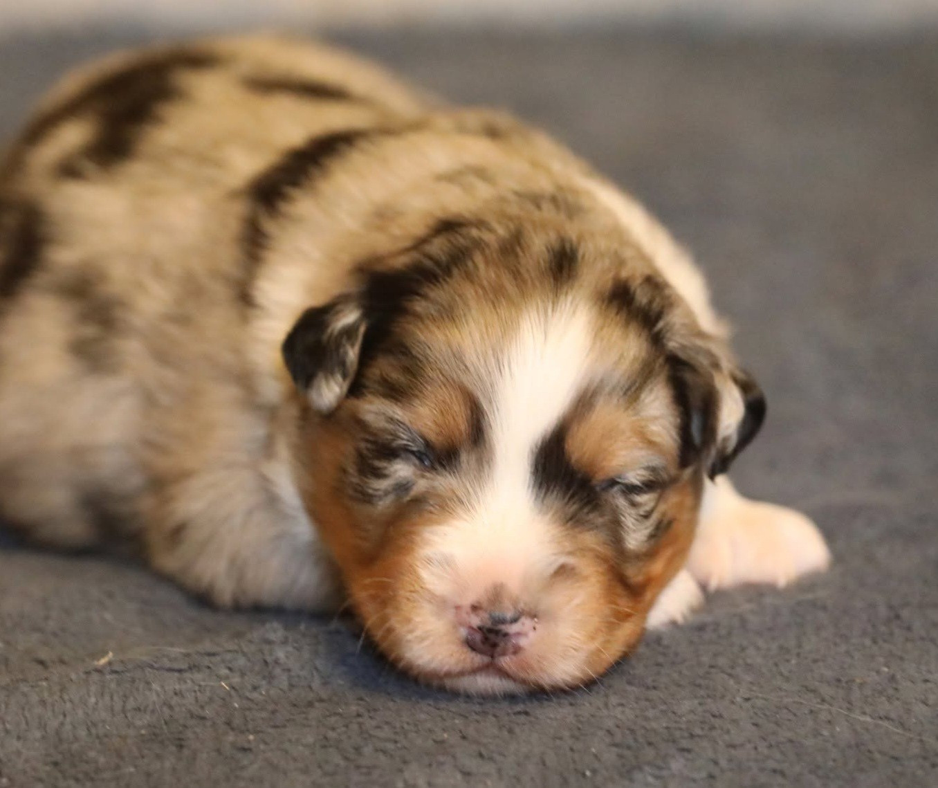Of Jamandco - Chiots disponibles - Berger Australien