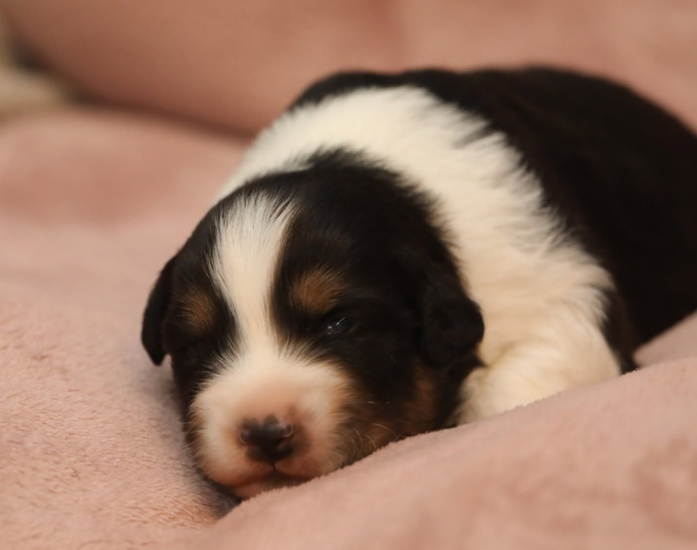 Of Jamandco - Chiots disponibles - Berger Australien