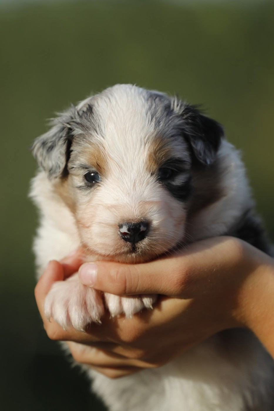 Of Jamandco - Chiots disponibles - Berger Australien