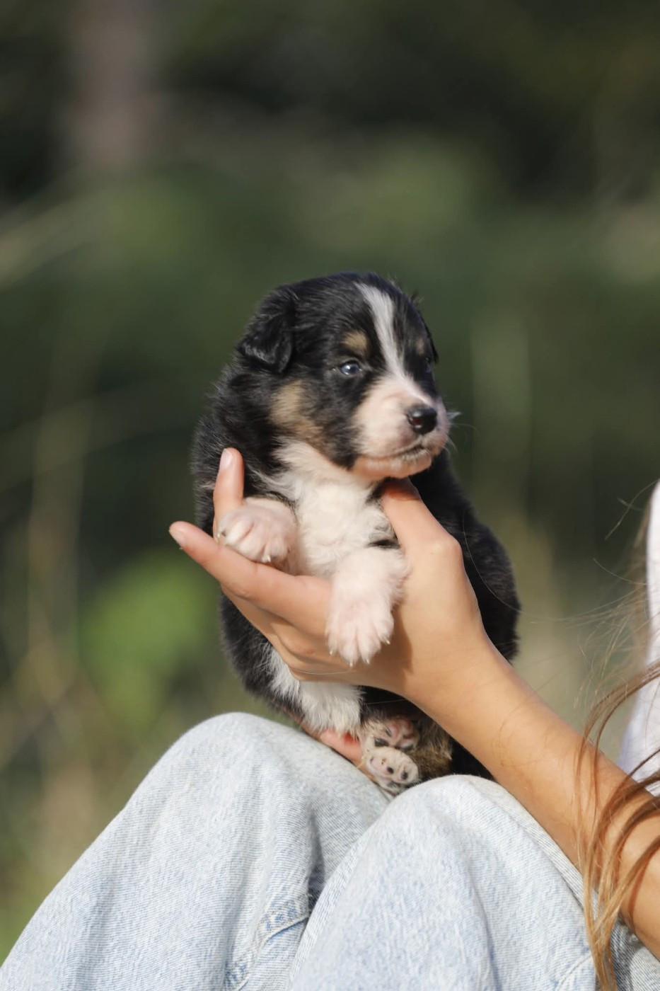 Of Jamandco - Chiots disponibles - Berger Australien