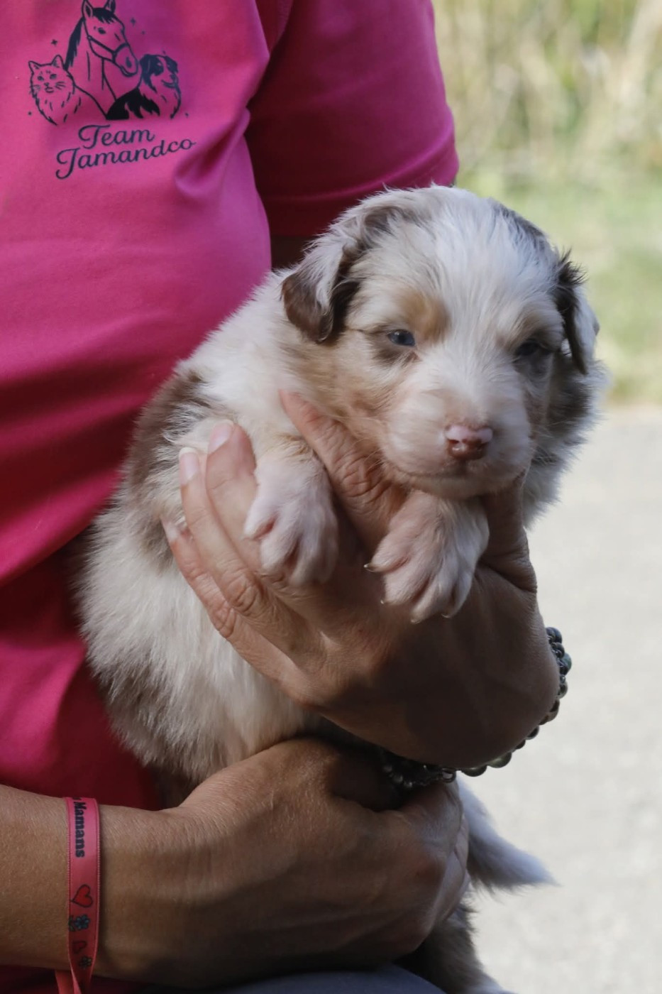 Of Jamandco - Chiots disponibles - Berger Australien