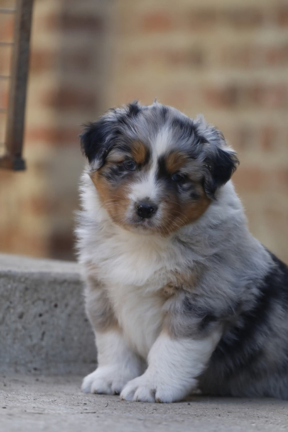 Of Jamandco - Chiots disponibles - Berger Australien