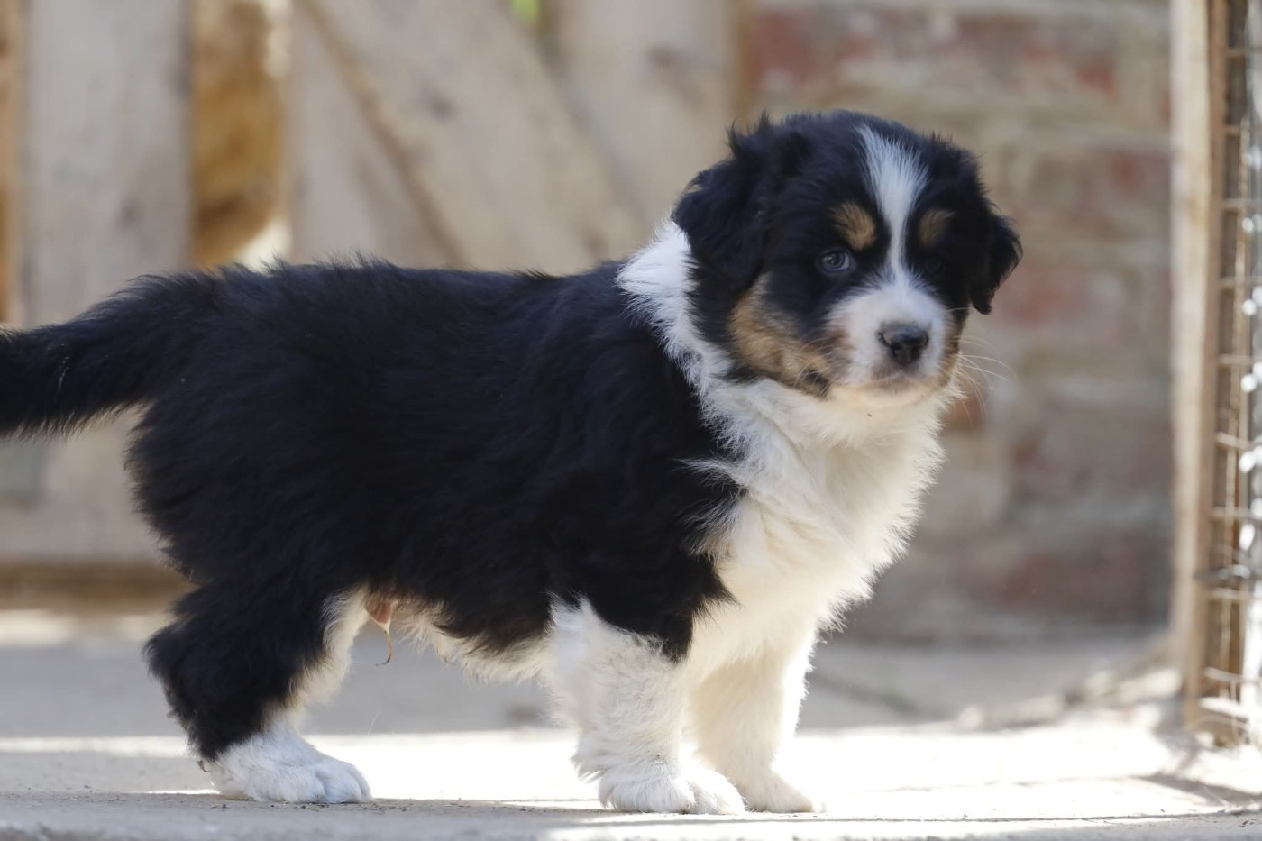Of Jamandco - Chiots disponibles - Berger Australien