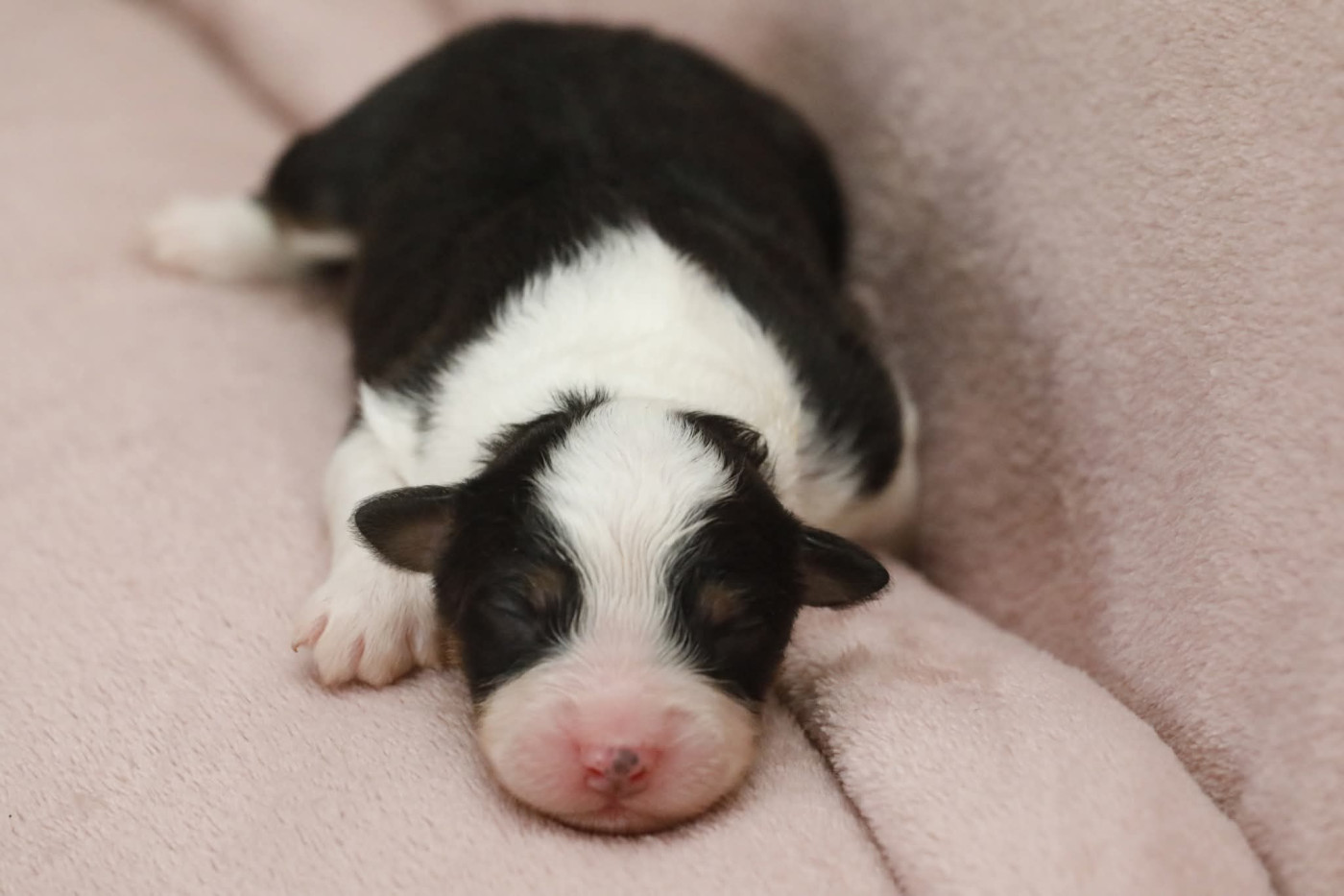 Of Jamandco - Chiots disponibles - Berger Australien