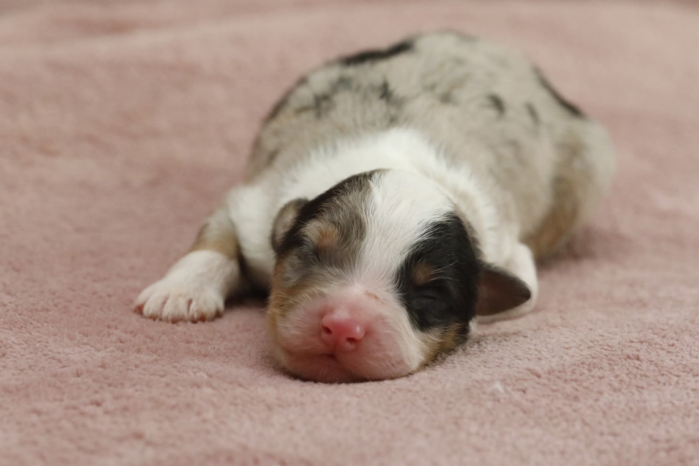 Of Jamandco - Chiots disponibles - Berger Australien