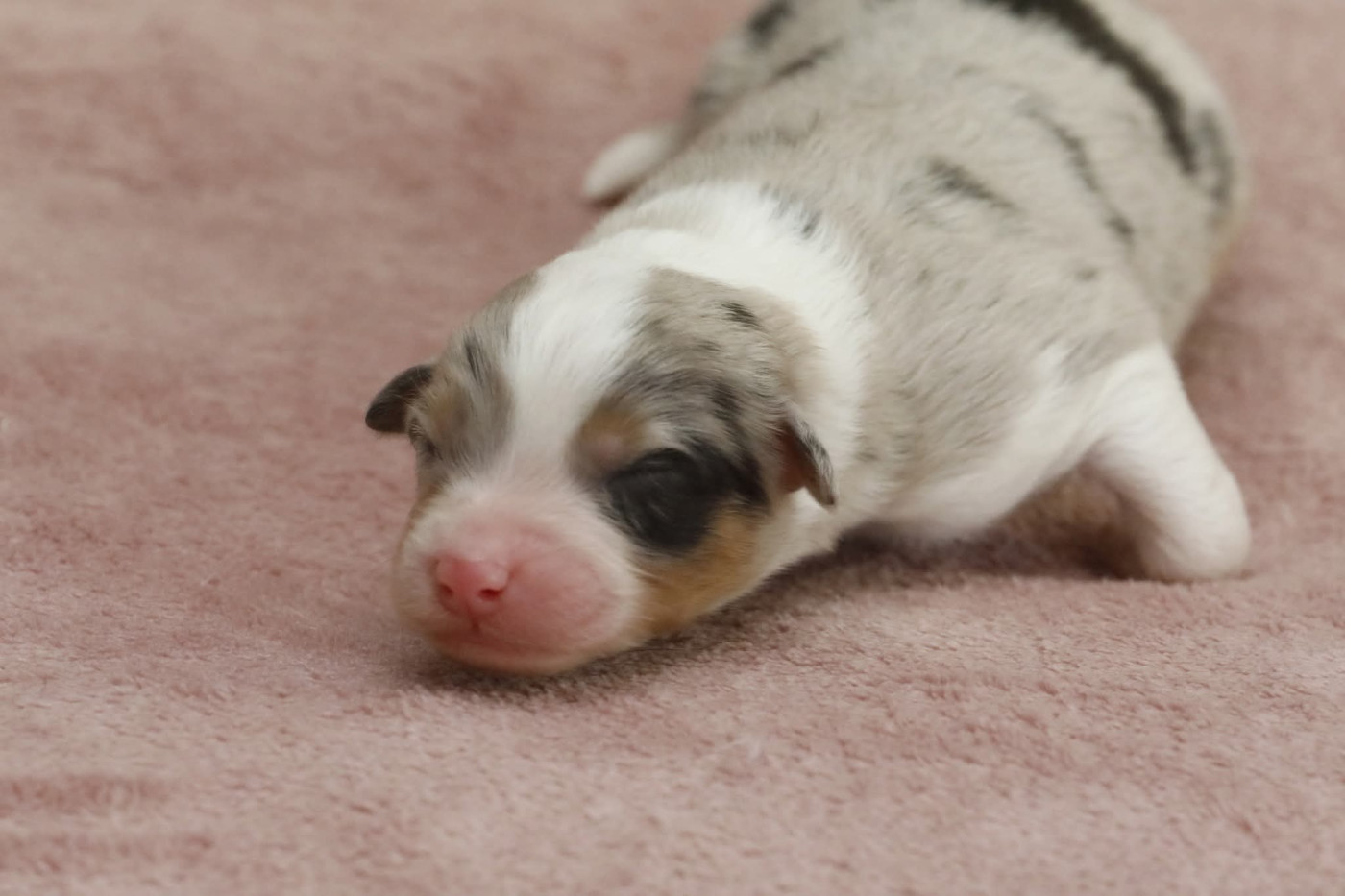 Of Jamandco - Chiots disponibles - Berger Australien