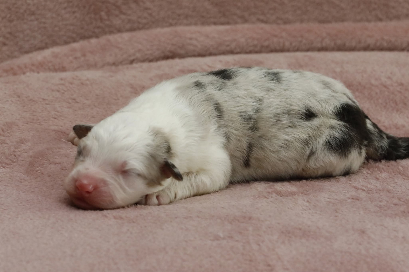 Of Jamandco - Chiots disponibles - Berger Australien