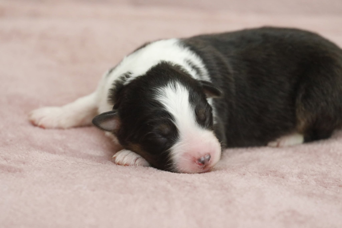 Of Jamandco - Chiots disponibles - Berger Australien