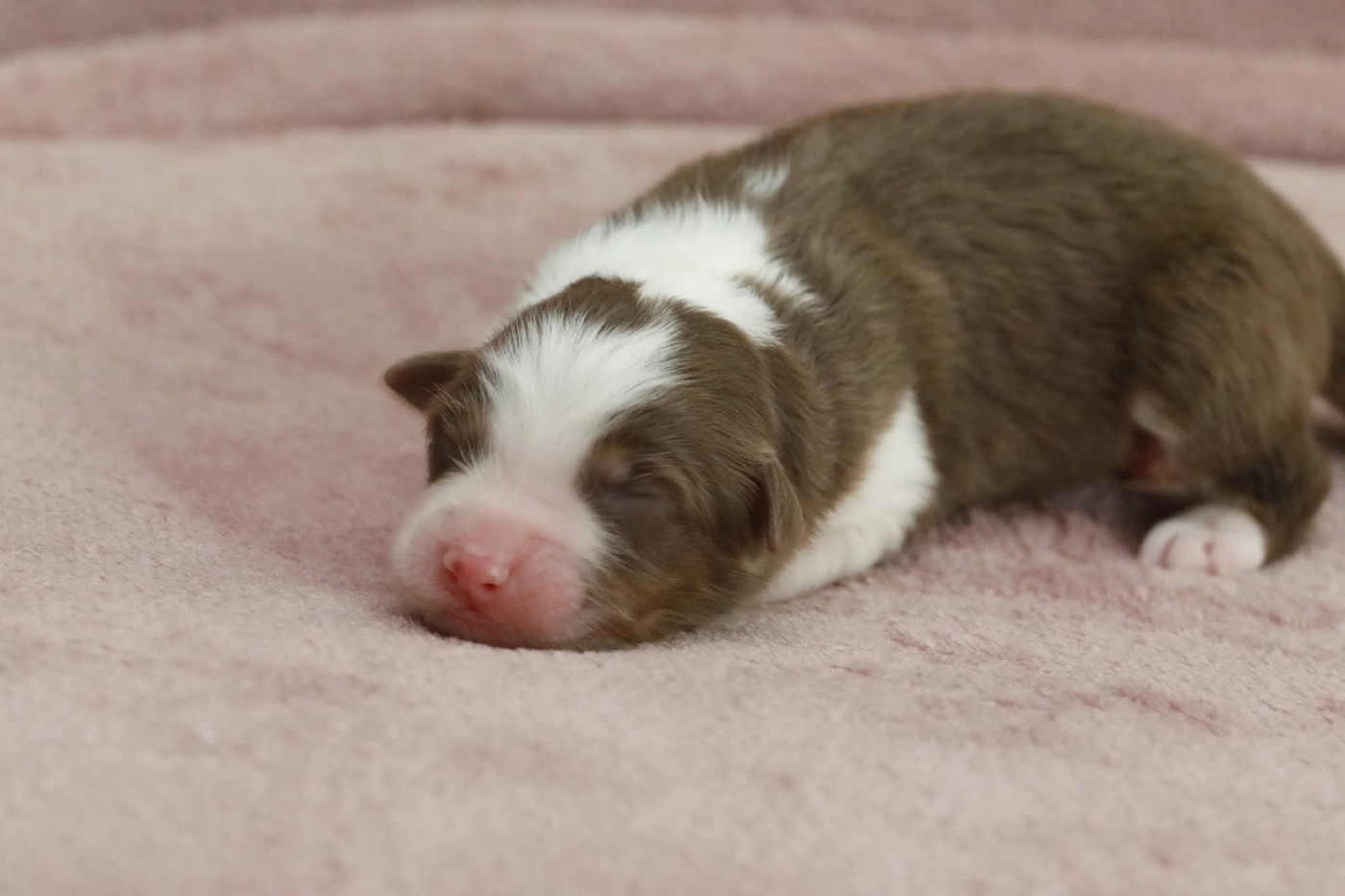 Of Jamandco - Chiots disponibles - Berger Australien