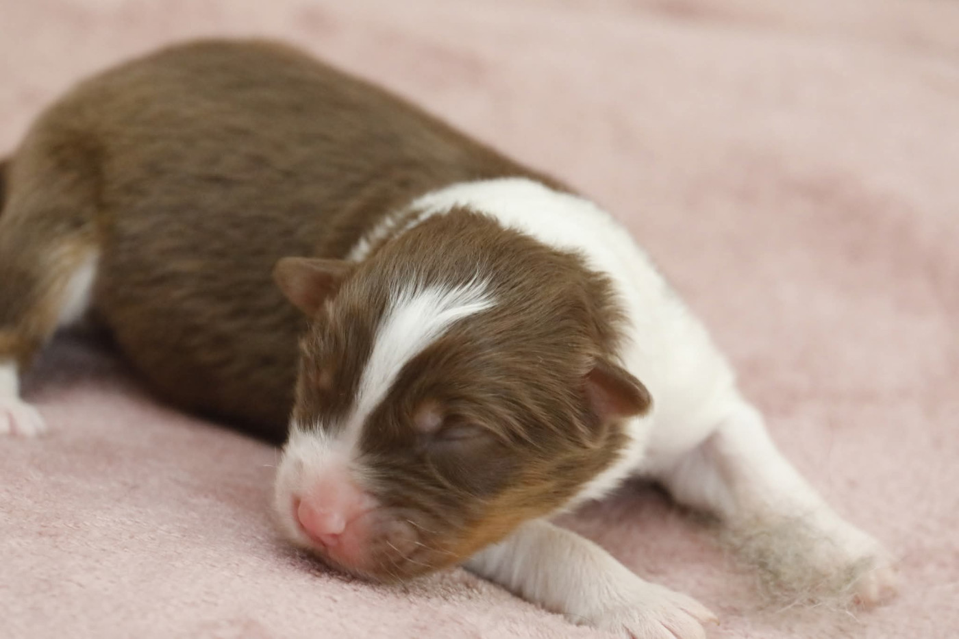 Of Jamandco - Chiots disponibles - Berger Australien