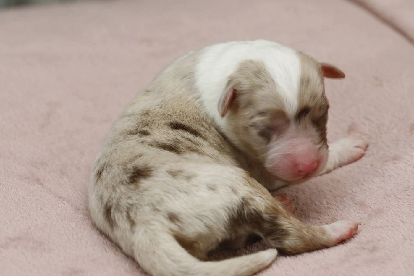 Of Jamandco - Chiots disponibles - Berger Australien