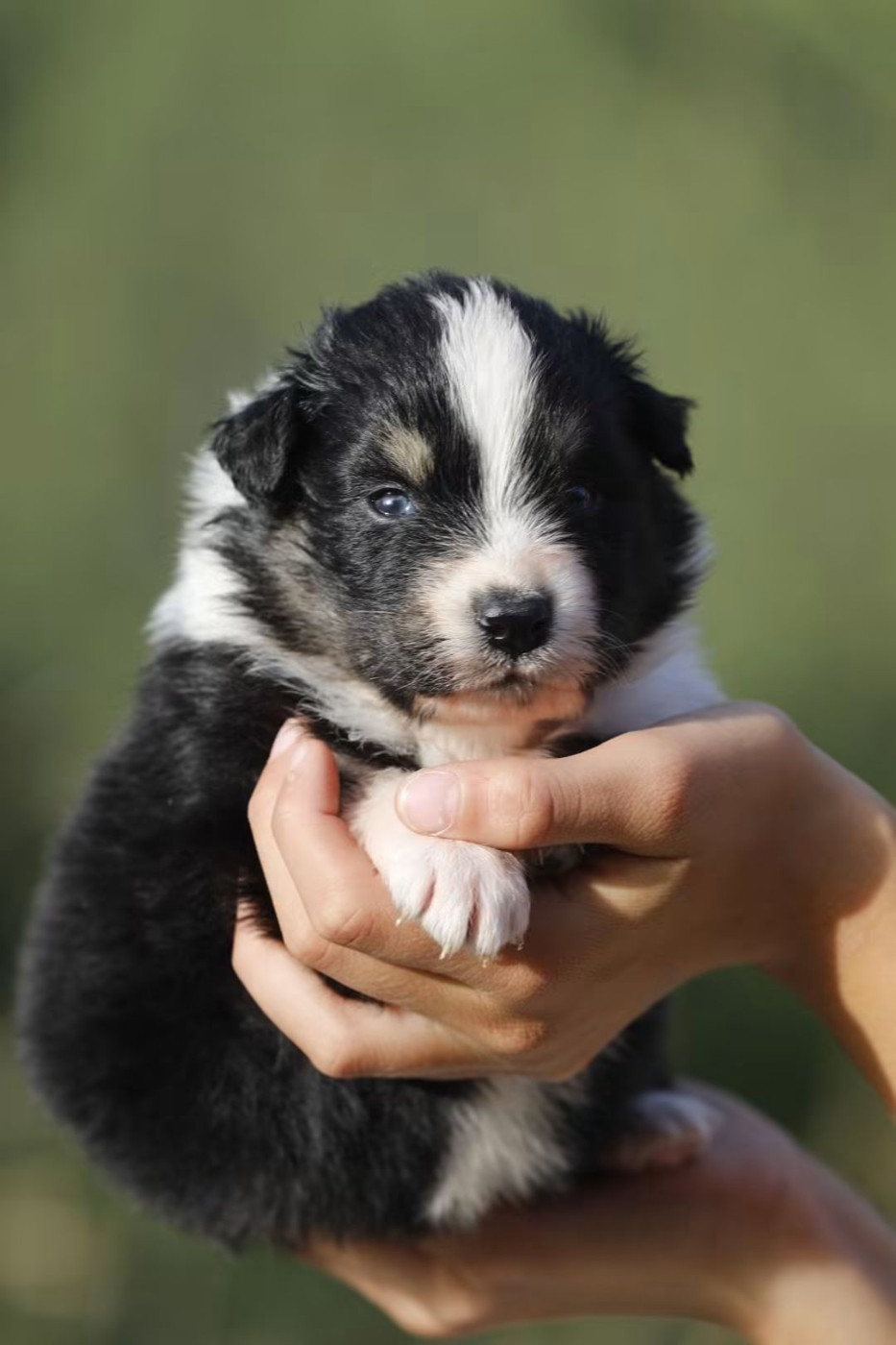Of Jamandco - Chiots disponibles - Berger Australien