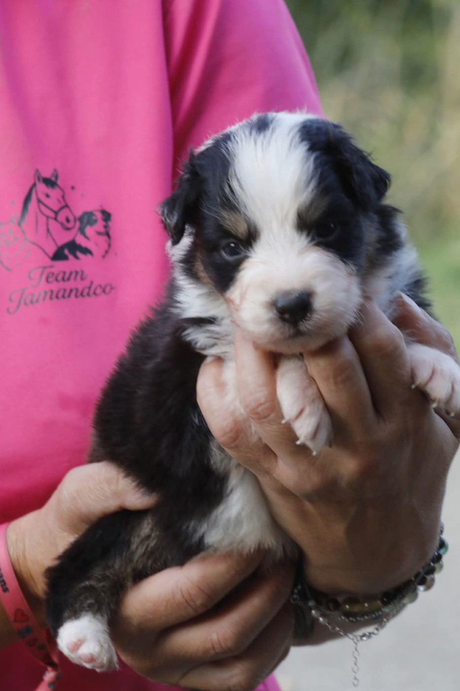Of Jamandco - Chiots disponibles - Berger Australien
