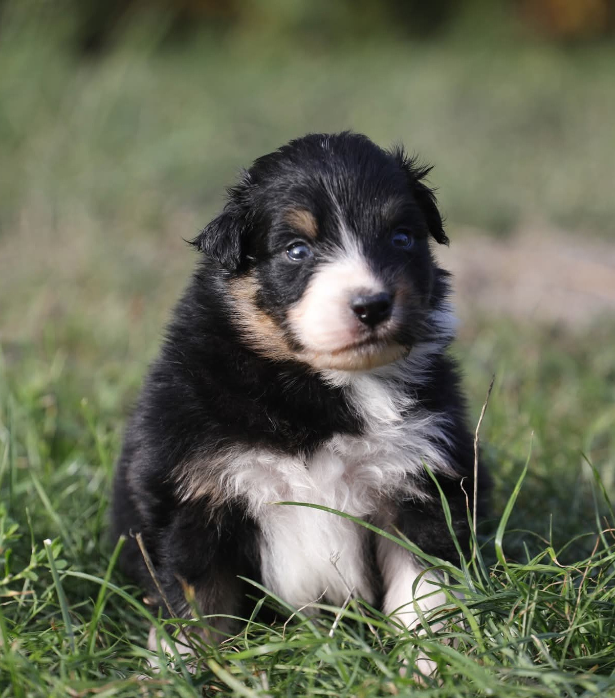 Of Jamandco - Chiots disponibles - Berger Australien