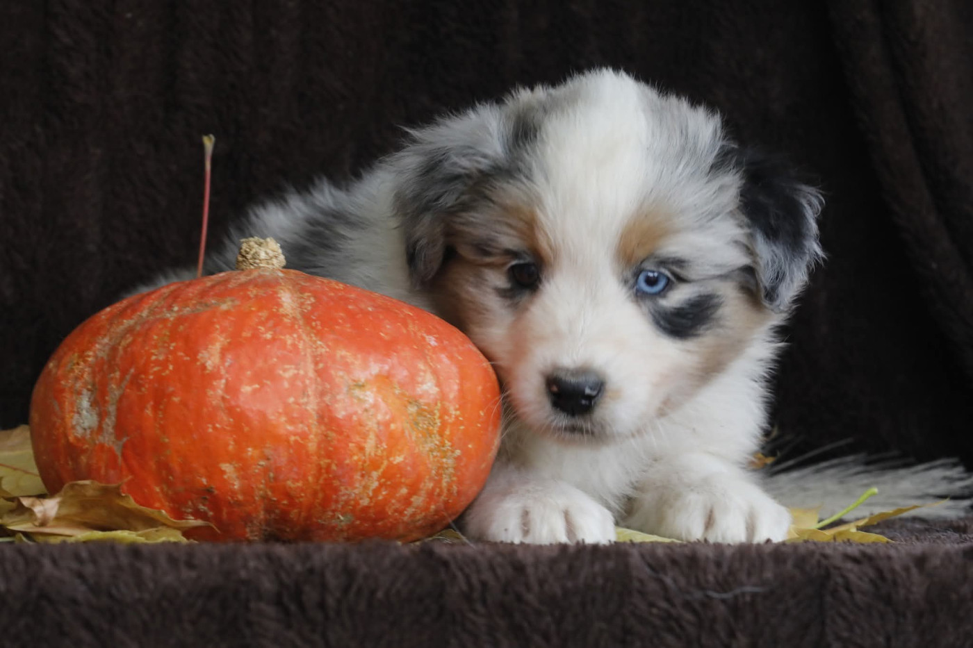 Of Jamandco - Chiots disponibles - Berger Australien