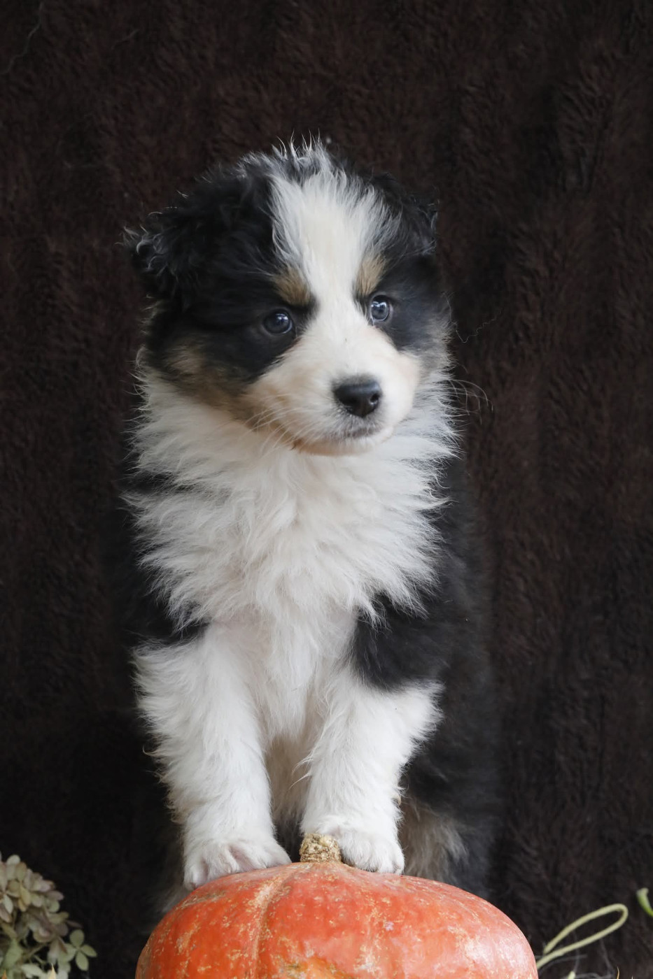 Of Jamandco - Chiots disponibles - Berger Australien