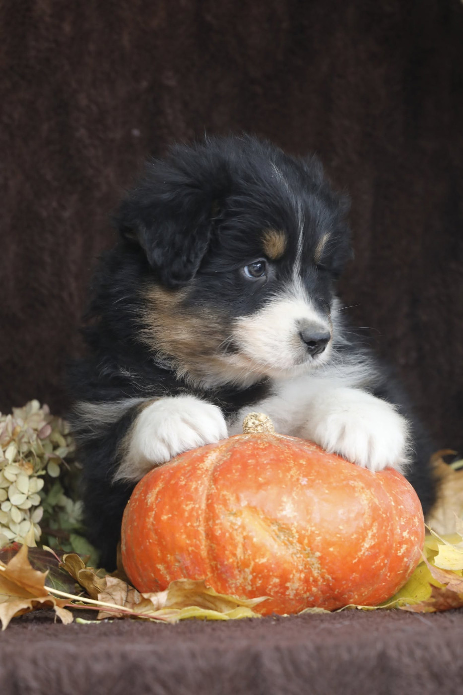 Of Jamandco - Chiots disponibles - Berger Australien