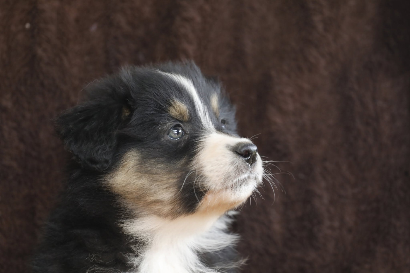 Of Jamandco - Chiots disponibles - Berger Australien