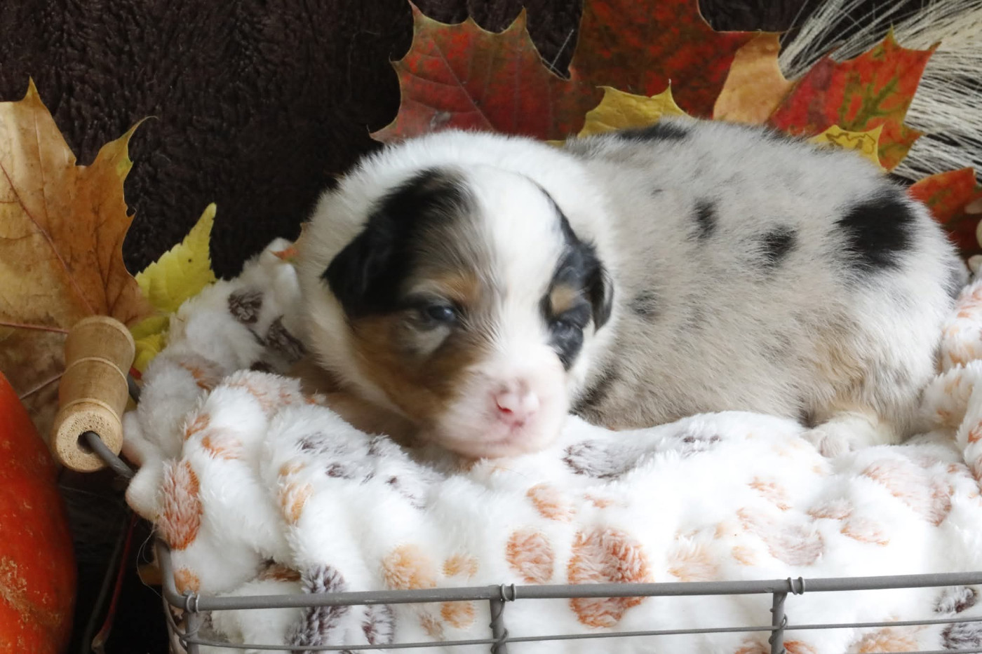Of Jamandco - Chiots disponibles - Berger Australien