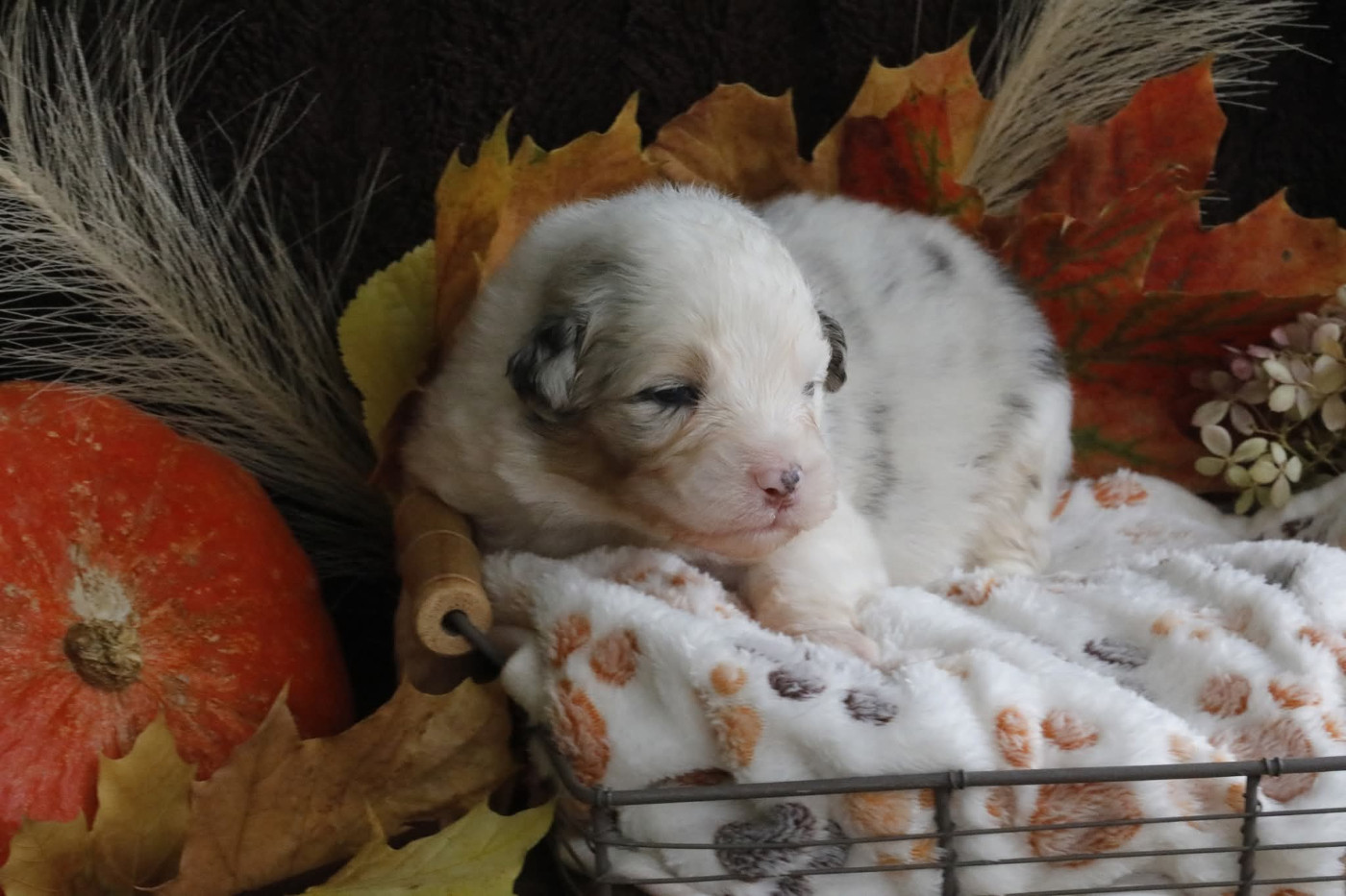 Of Jamandco - Chiots disponibles - Berger Australien