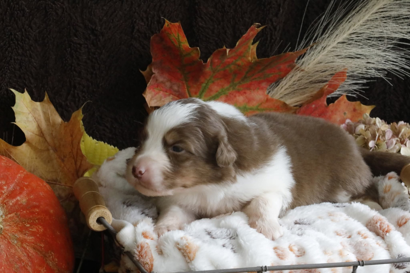 Of Jamandco - Chiots disponibles - Berger Australien