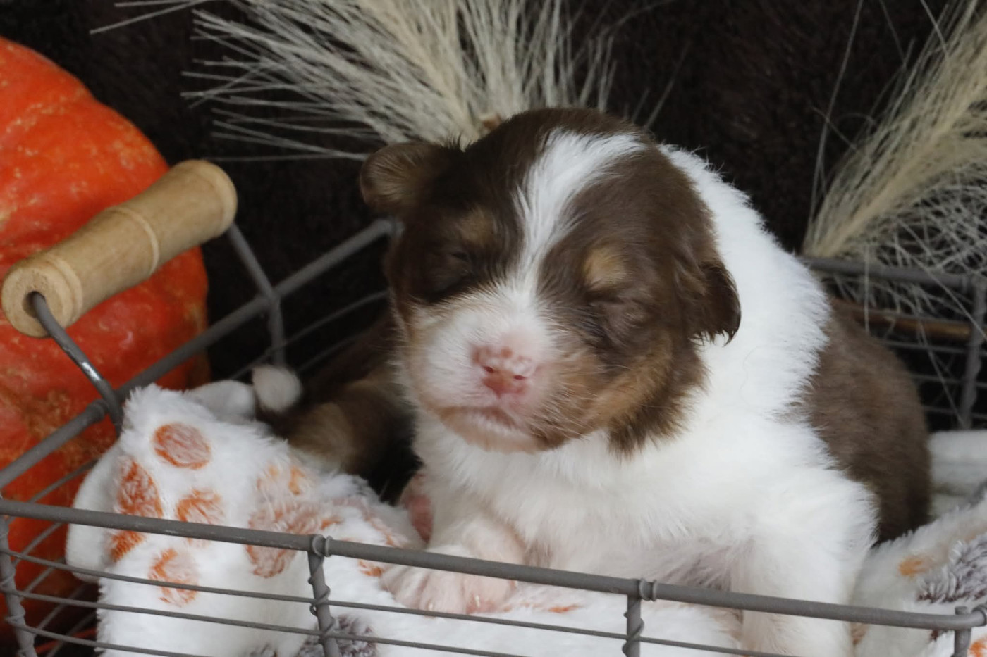 Of Jamandco - Chiots disponibles - Berger Australien