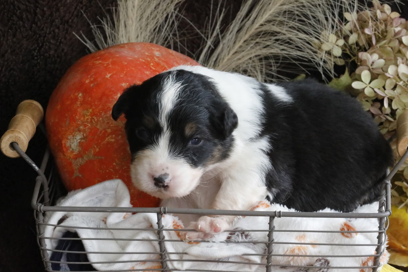 Of Jamandco - Chiots disponibles - Berger Australien