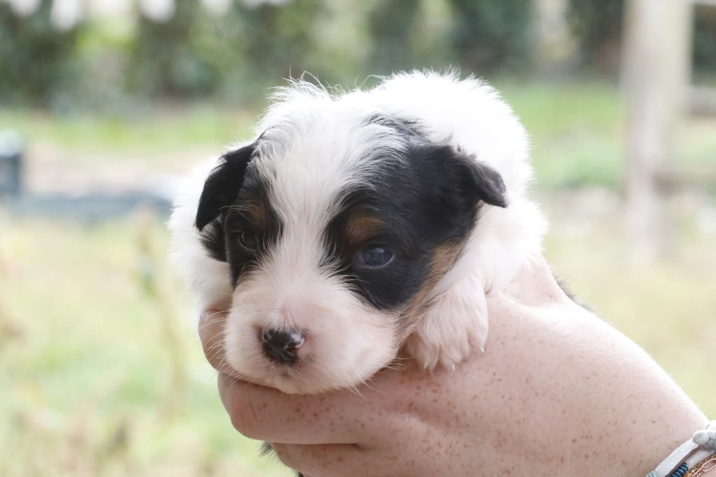 Of Jamandco - Chiots disponibles - Berger Australien