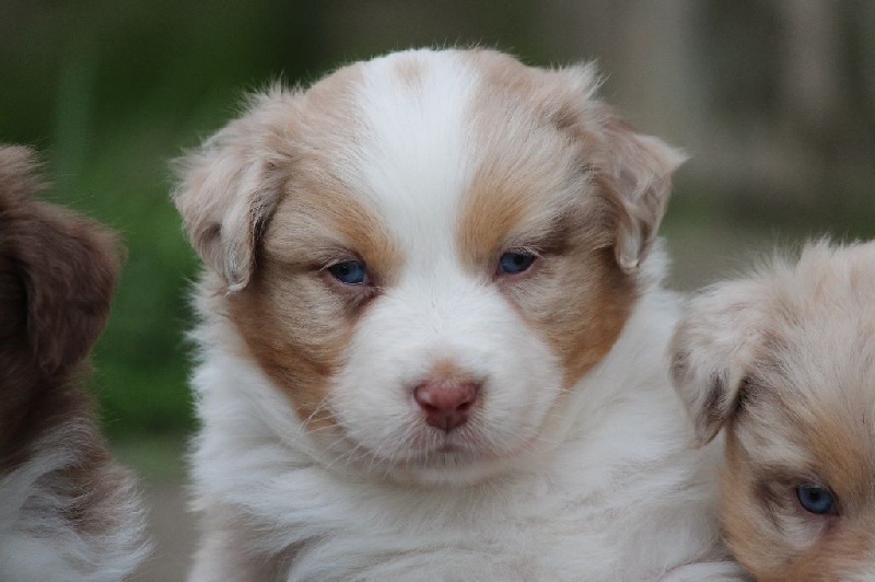 Of Jamandco - Berger Australien - Portée née le 21/04/2016