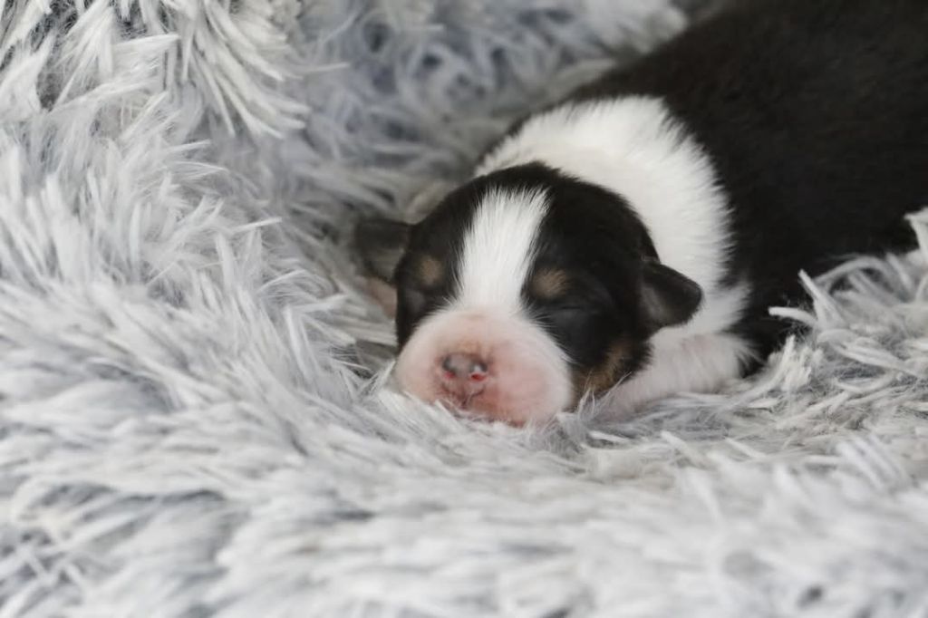 Of Jamandco - Chiots disponibles - Berger Australien