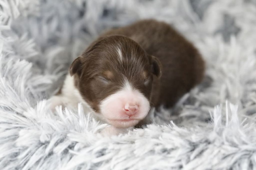 Of Jamandco - Chiots disponibles - Berger Australien