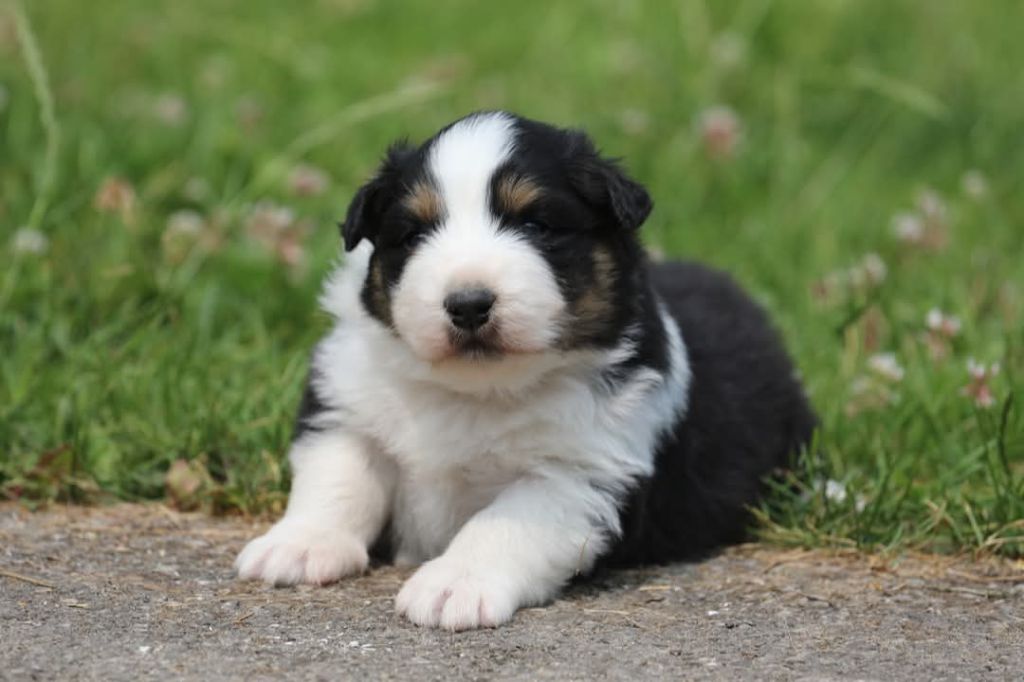 Of Jamandco - Chiots disponibles - Berger Australien