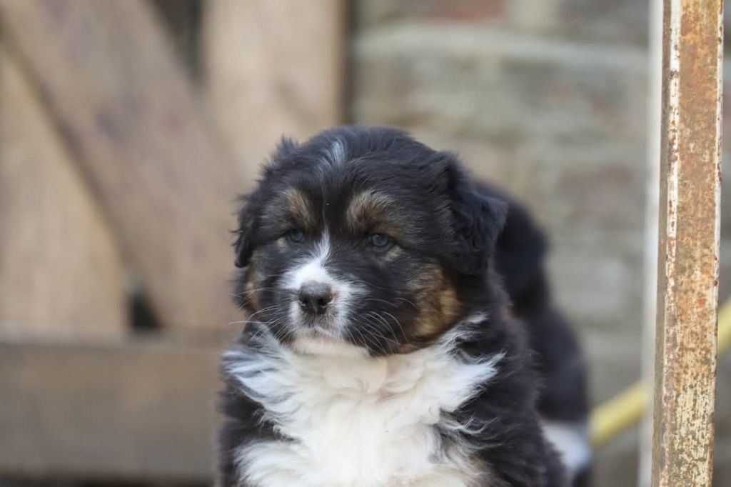 Of Jamandco - Chiots disponibles - Berger Australien