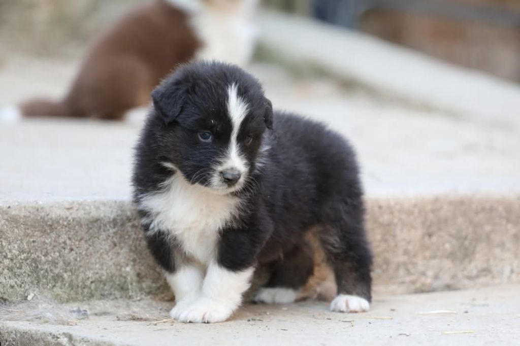 Of Jamandco - Chiots disponibles - Berger Australien