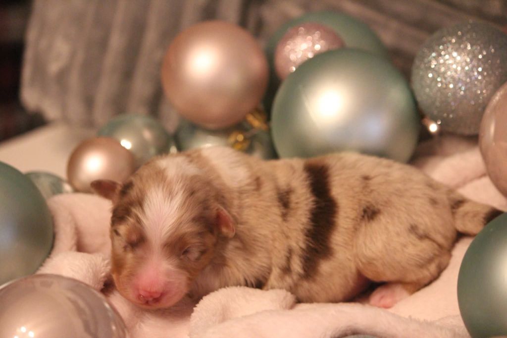 Of Jamandco - Chiots disponibles - Berger Australien