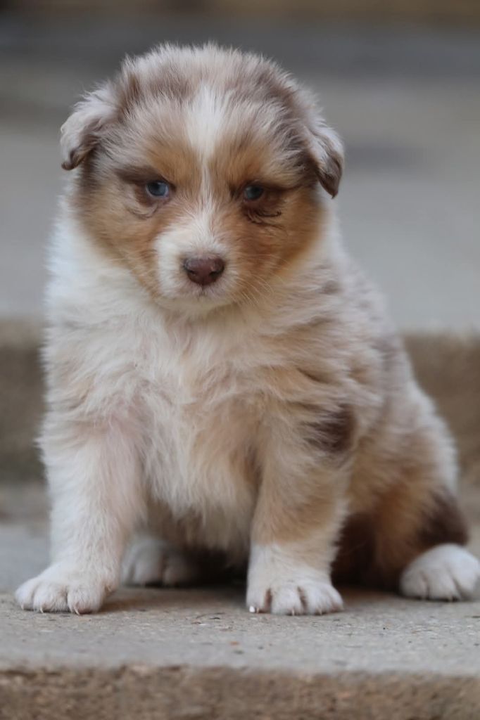 Of Jamandco - Chiots disponibles - Berger Australien