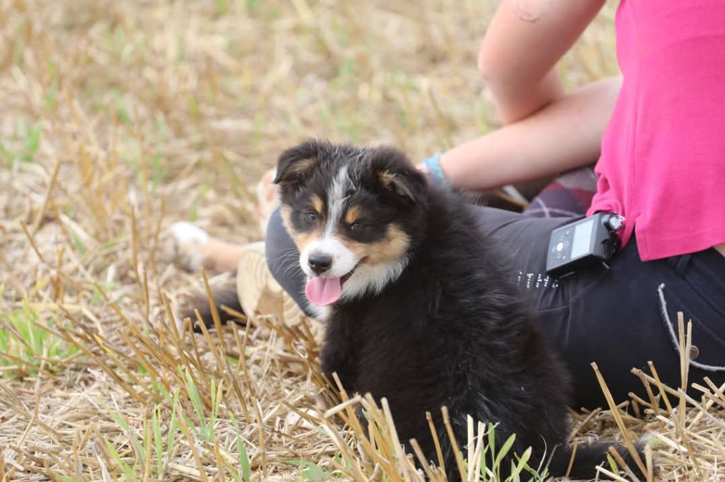 Of Jamandco - Chiots disponibles - Berger Australien