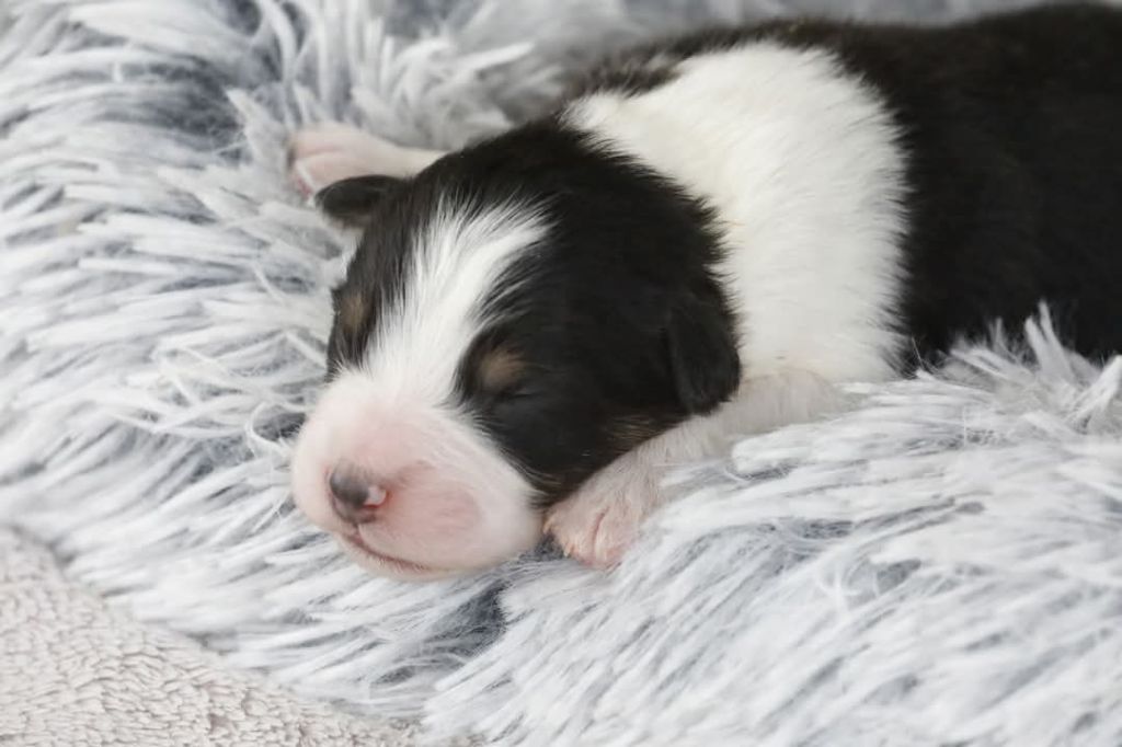 Of Jamandco - Chiots disponibles - Berger Australien