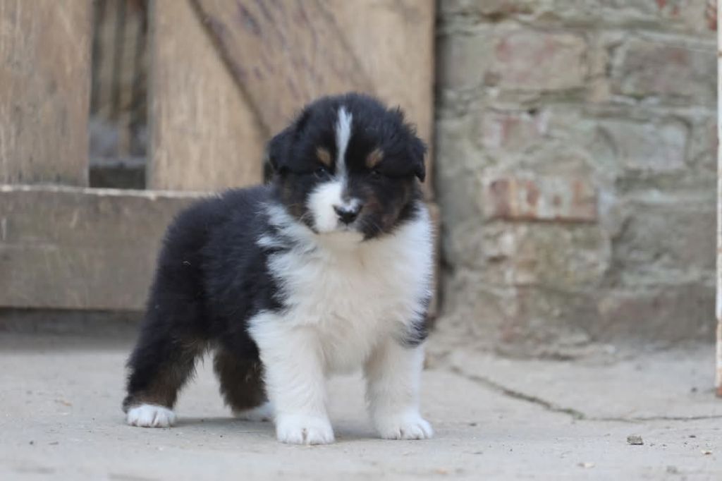 Of Jamandco - Chiots disponibles - Berger Australien