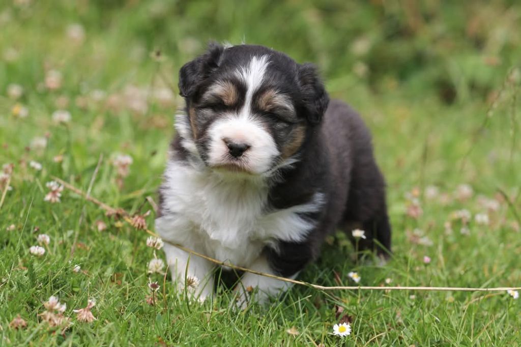 Of Jamandco - Chiots disponibles - Berger Australien