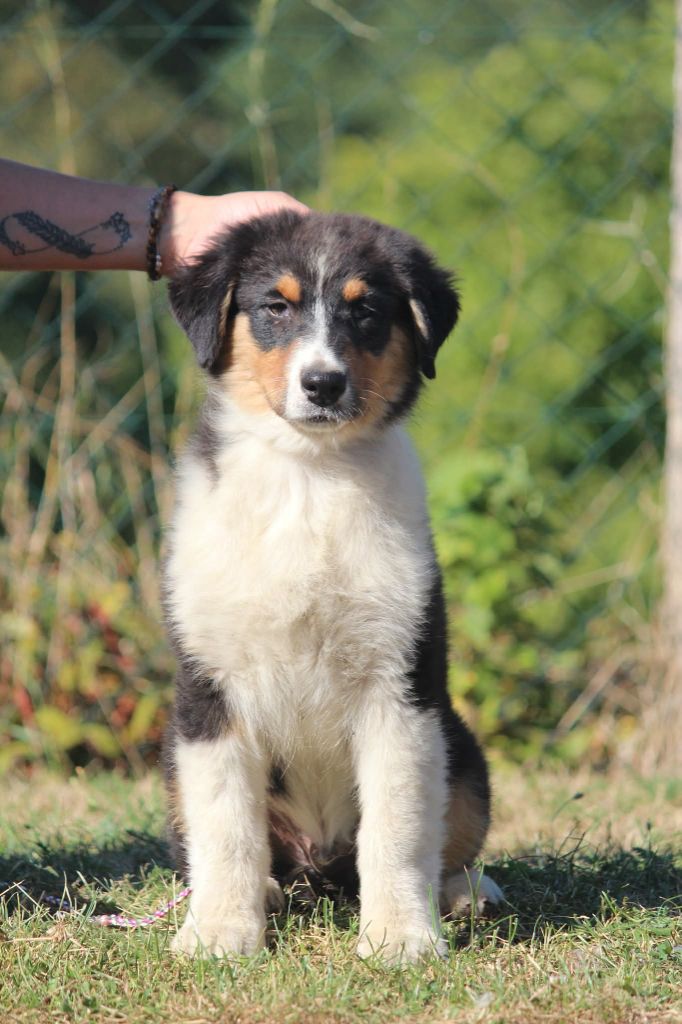 Of Jamandco - Chiots disponibles - Berger Australien