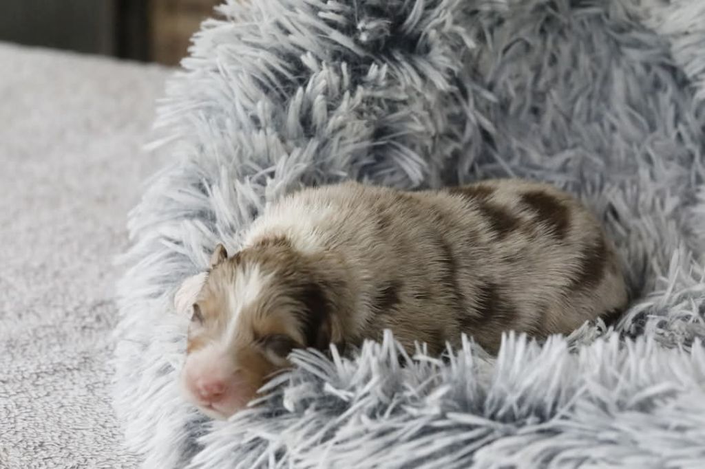 Of Jamandco - Chiots disponibles - Berger Australien